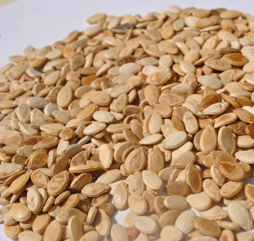 Best Price Watermelon Seeds Dried Style From Professional Chinese Supplier Wholesale