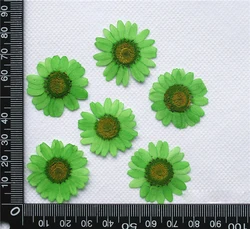 Daisy Margaret Scrapbooking Epoxy Resin Natural Plant Eco-friendly Real Pressed Flower