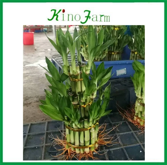 
 Тонкий белый кардиган с длинным рукавом для девочек возрастом 2 3, 5, 8 слоев башня драцена Сандера (драцена sanderiana) для украшения дома  