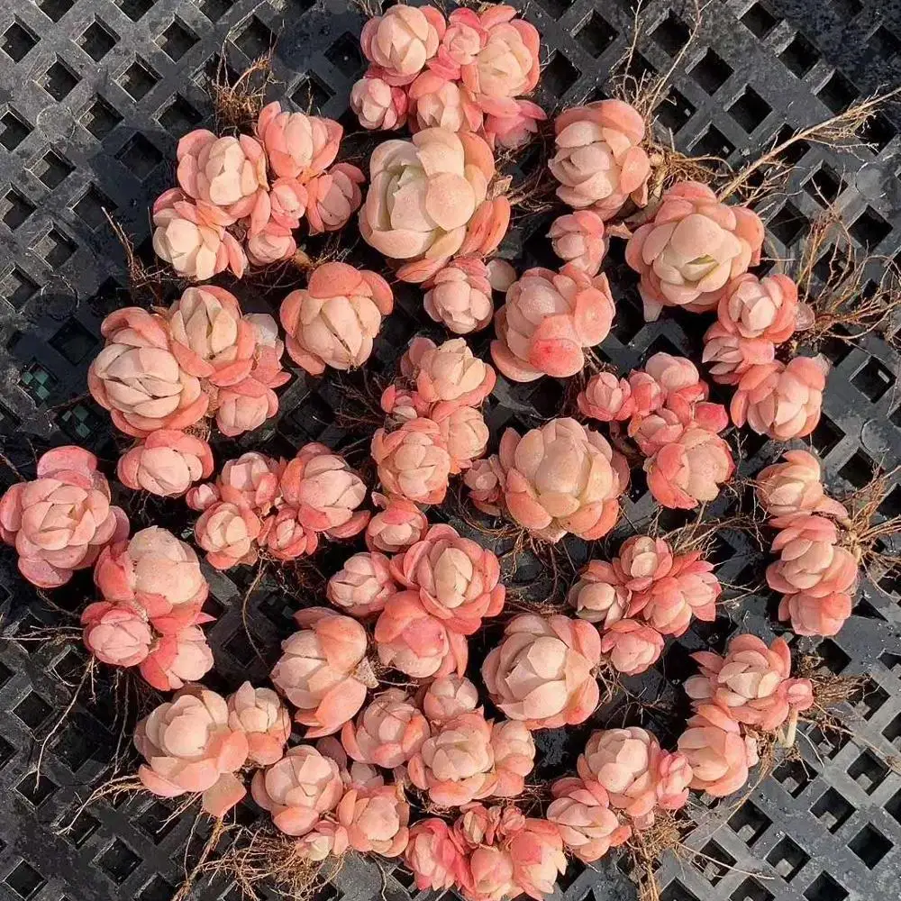 
wholesale Succulent Plants Echeveria Strawberry SPP. 