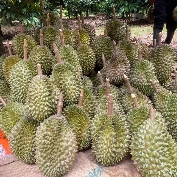 Thailand Fresh Durian high Quality Wholesale Sweet savory and creamy taste strong smell Brix 20% Ri 6 Monthong Fresh Durian