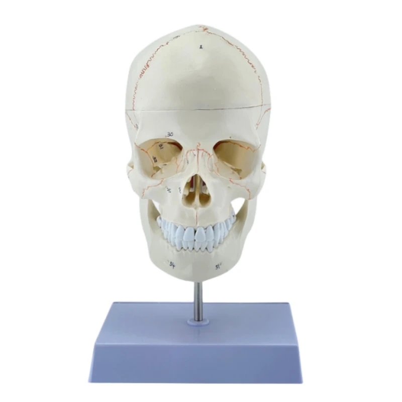 Natural large skull with bone sutures and cervical spine model medical simulation skull skull anatomical specimen