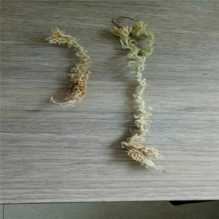 Sphagnum moss sphagnum moss bulk for orchid pots dry dried green forest moss for plant