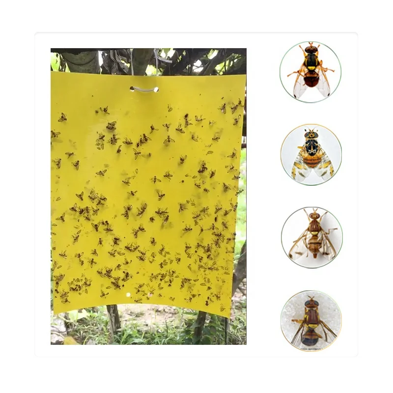 
Containing Attractant Sticky Traps,Fly Fruit Pheromone Stick Trap Applicable To Various Scenarios 