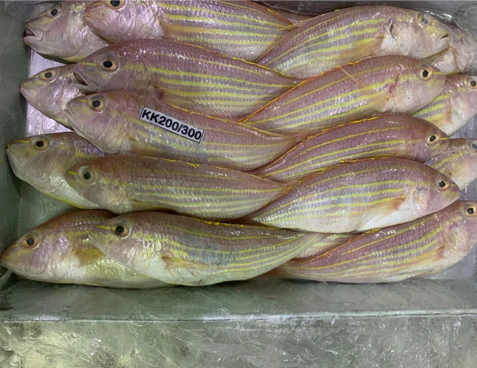 
Wholesale Frozen Golden-Line Thread Fish 