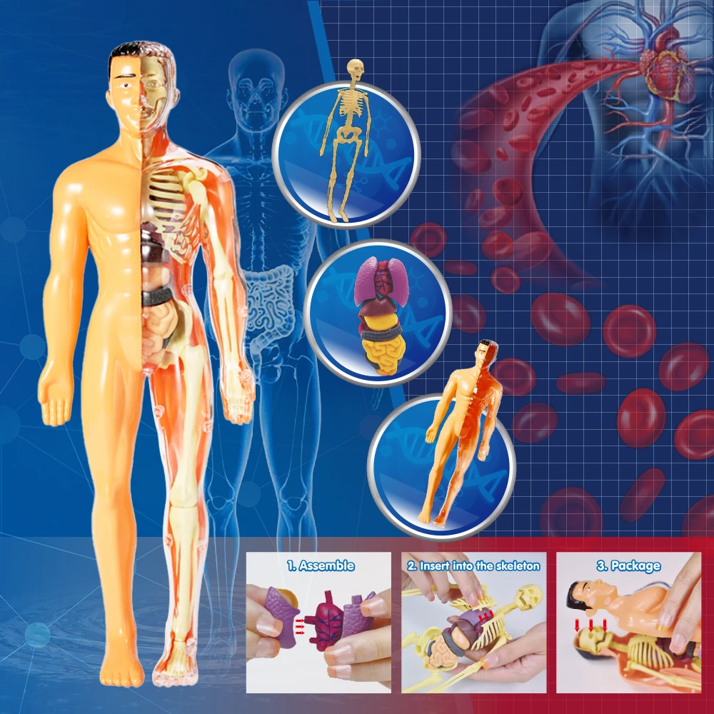 Stem Learning Toys 3D Puzzle Baby Body Anatomy Model Kids Educational Organ Assembled Toy Bodyorgan Teaching Tool for Kids