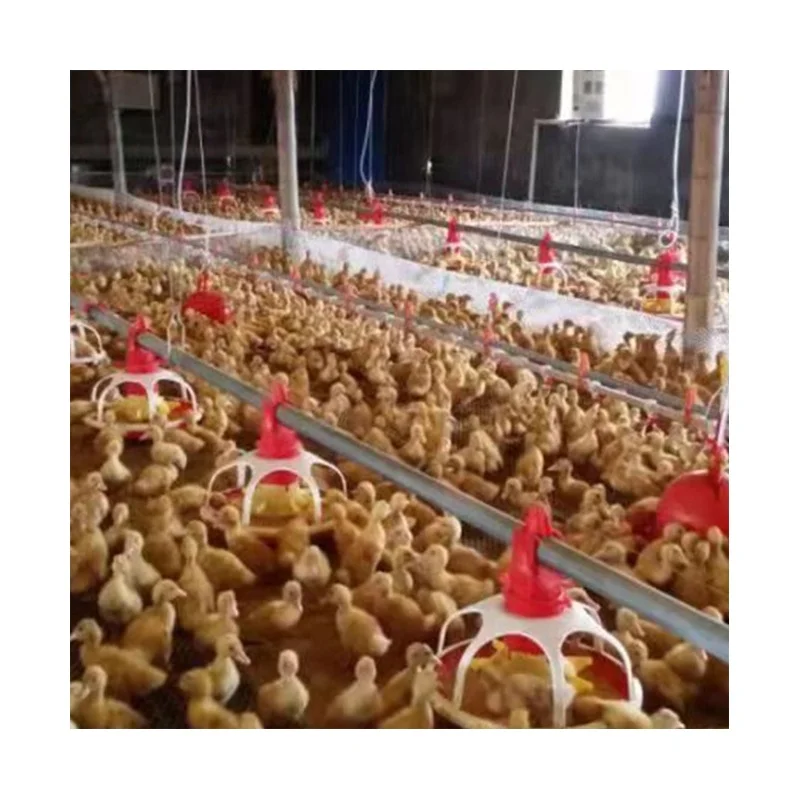Automatic Full set Modern Poultry Farm equipment for Chicken Broiler with Feeding and Watering System