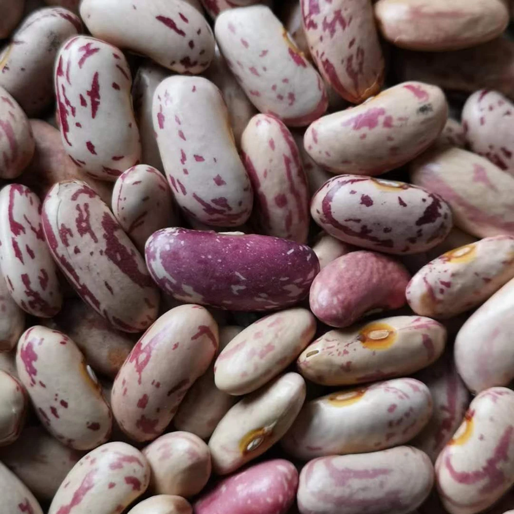 New Crop LSKB Long Shape Organic Dried Pinto Light Speckled Kidney Beans