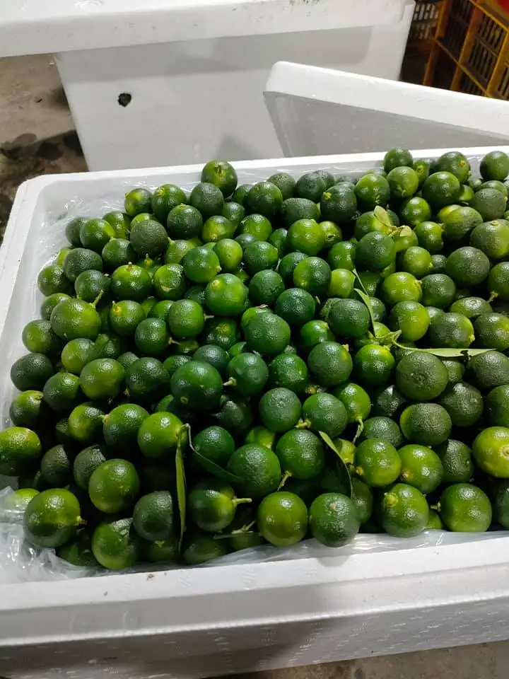 Фрукты каламansi