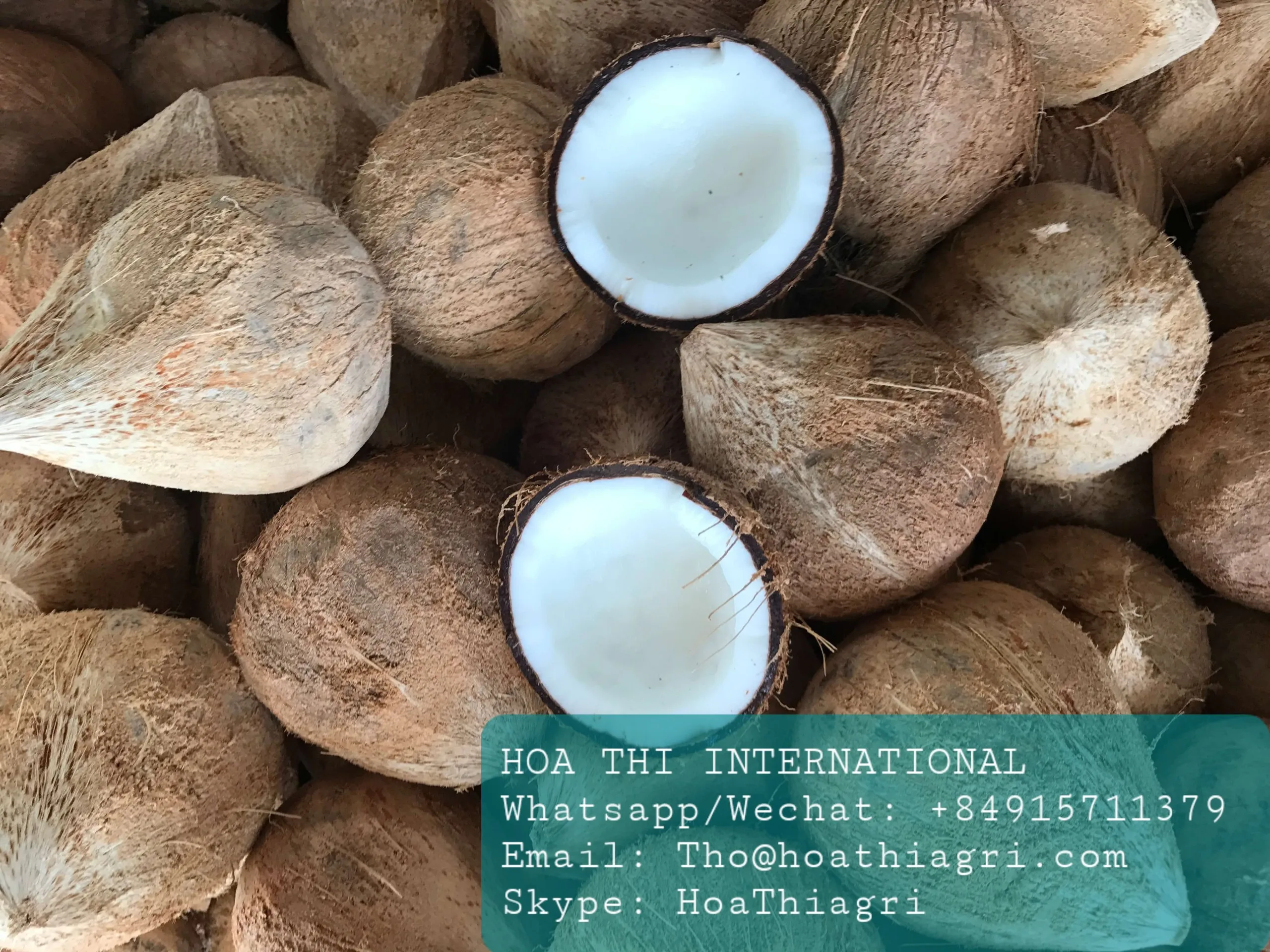 One Year Shell Life Semi Husked Coconut From Vietnam High Quality - Best Price for Export Origin From Vietnam