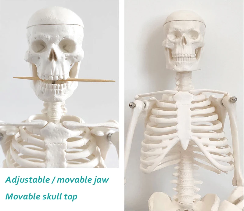 85 см ПВХ модель скелета медицинской анатомии человека Скелет пластиковая анатомическая