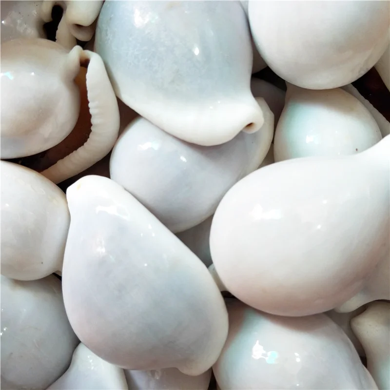 6-8 cm Natural White Rabbit Conch Seashells Shell Conch Beach Decorations For Home Wedding aquarium Fish Tank