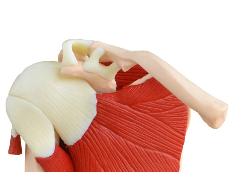 Medical Science Life-Size Muscled Shoulder Joint Model Plastic Skeleton for Training Purpose
