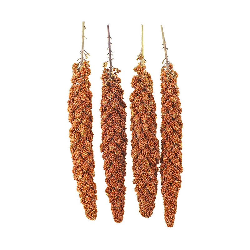 Recommend Wholesale Bird Favorite Millet Easy to Digest and Absorb Organic Millet Suitable for All The Birds