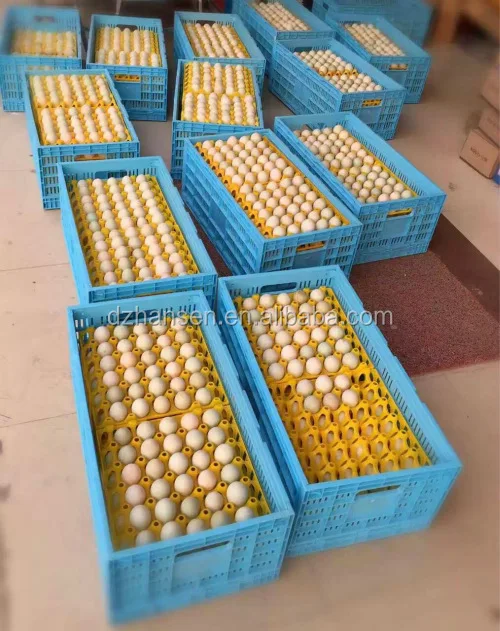 Wholesale 30 cell egg tray colorful plastic egg tray 30 holes for sale packing egg for transport