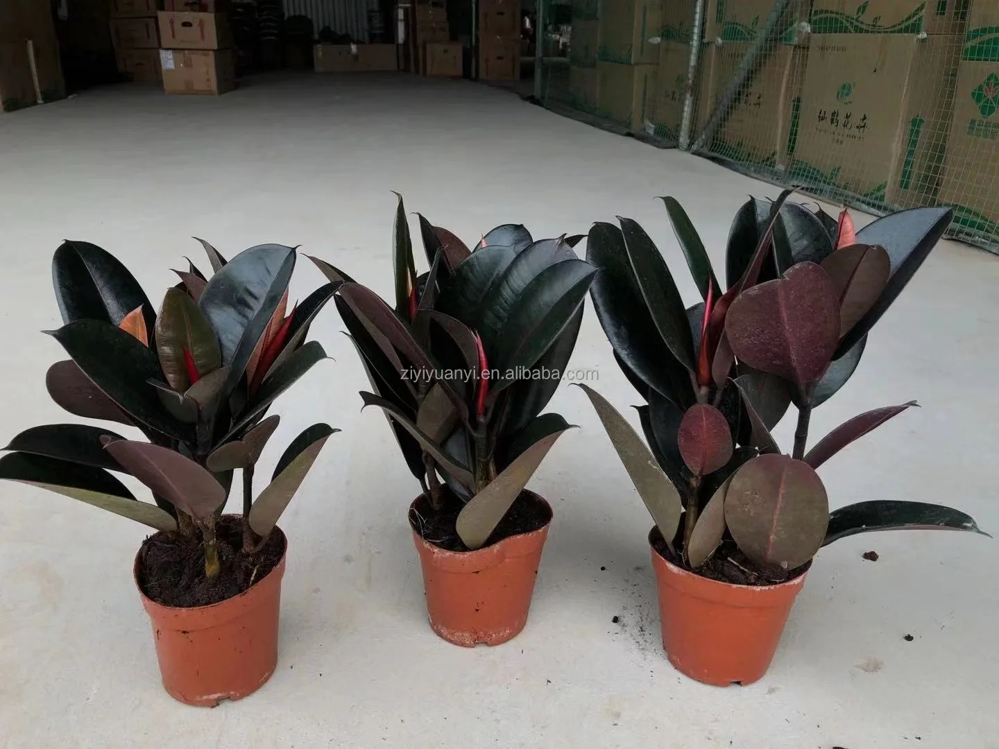 
Wholesale beautiful live plant Rubber ficus Tree black prince Tineke ruby Indoor natural plants 3 in 1 