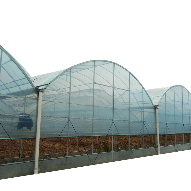 made in china SUNSGH greenhouse Greenhouse Grown Tomatoes Learn How To Growing tomatoes greenhouse china green house