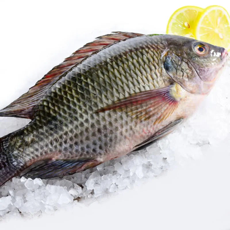black tilapia for african market iqf iwp 200-300g 300-500 600-800g custom frozen black tilapia fish whole round for sale