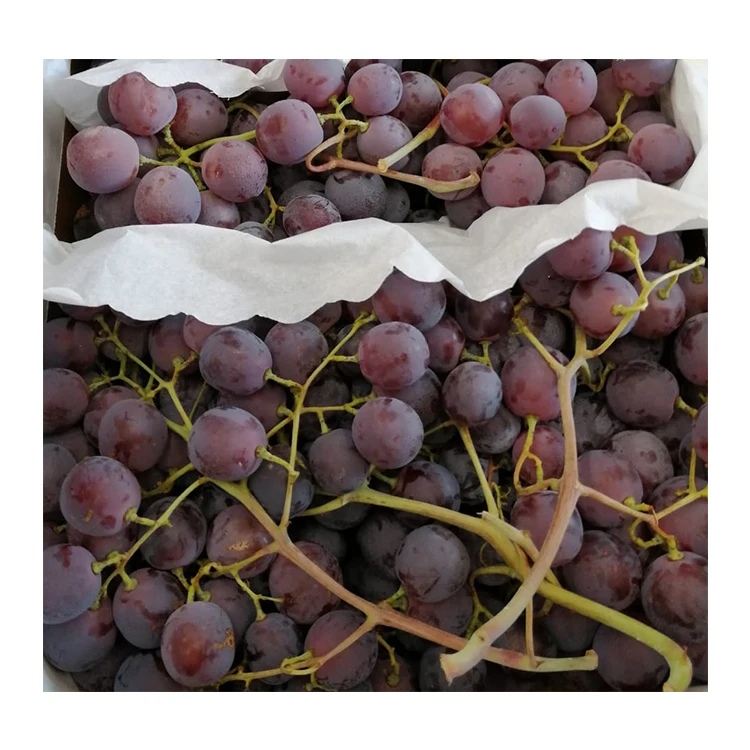 Italian High Quality Fresh Fruits Fresh Red Globe Grape