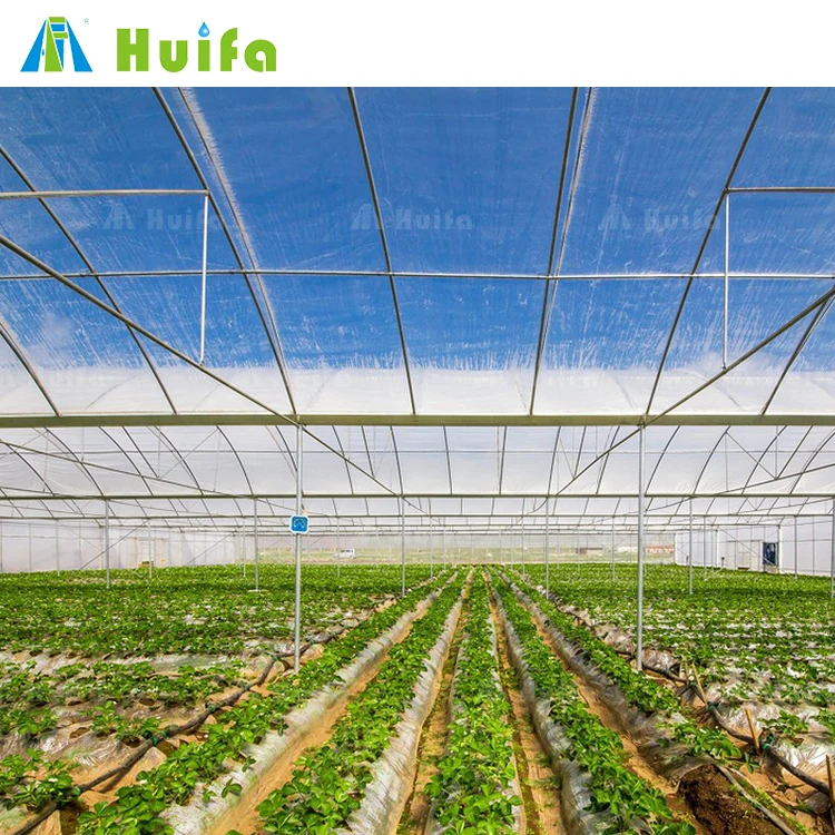 Agricultural Equipment Multi-span Tomato High Tunnel Green House Plastic Film Low Cost Greenhouse