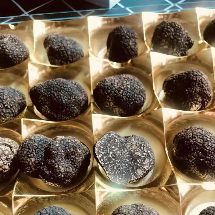 
Detan Forest Perigord Black Winter Truffle Tuber Indicium 