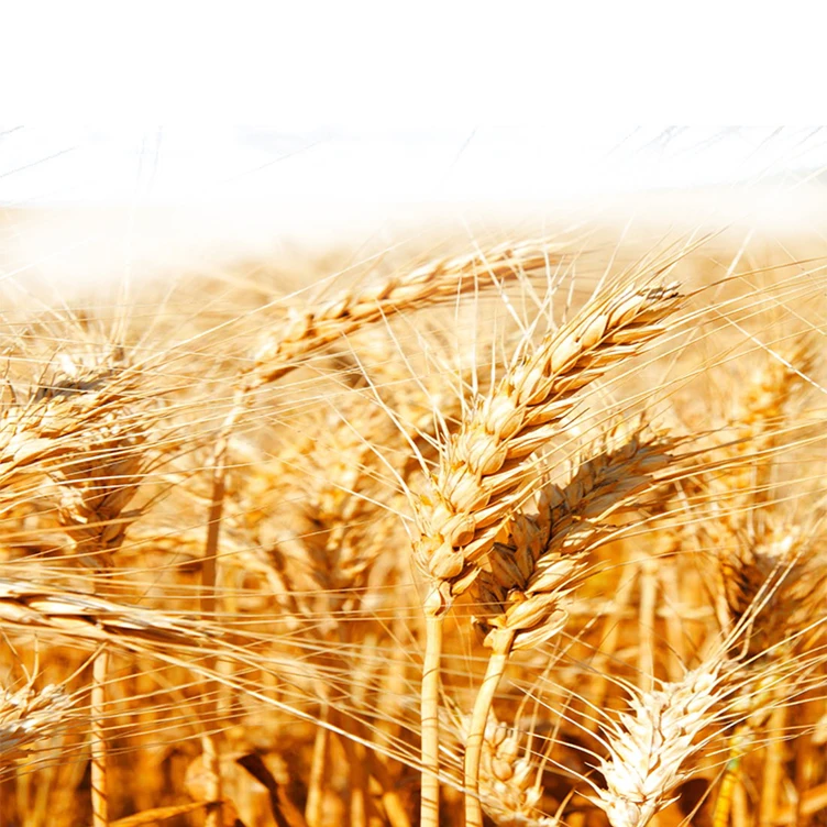 Best Quality Human Consumption Animal Feed Wheat Grain