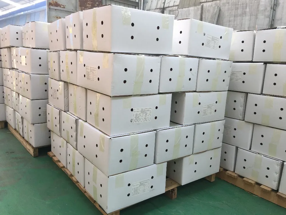 Best Quality Gujillos Chile for Mexico