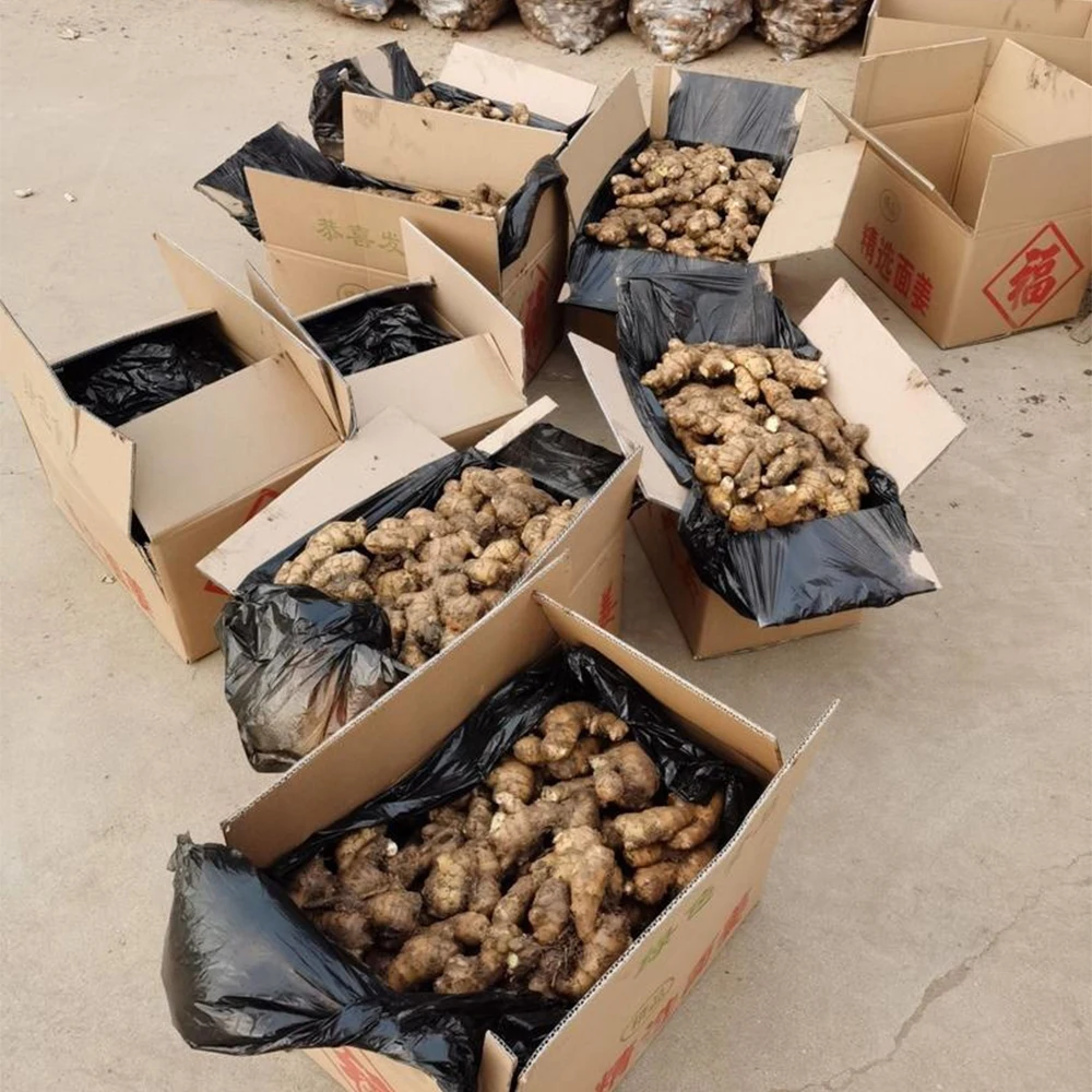 Fresh Ginger Export High Quality Fresh Elephant Ginger From Fresh Ginger Price In China