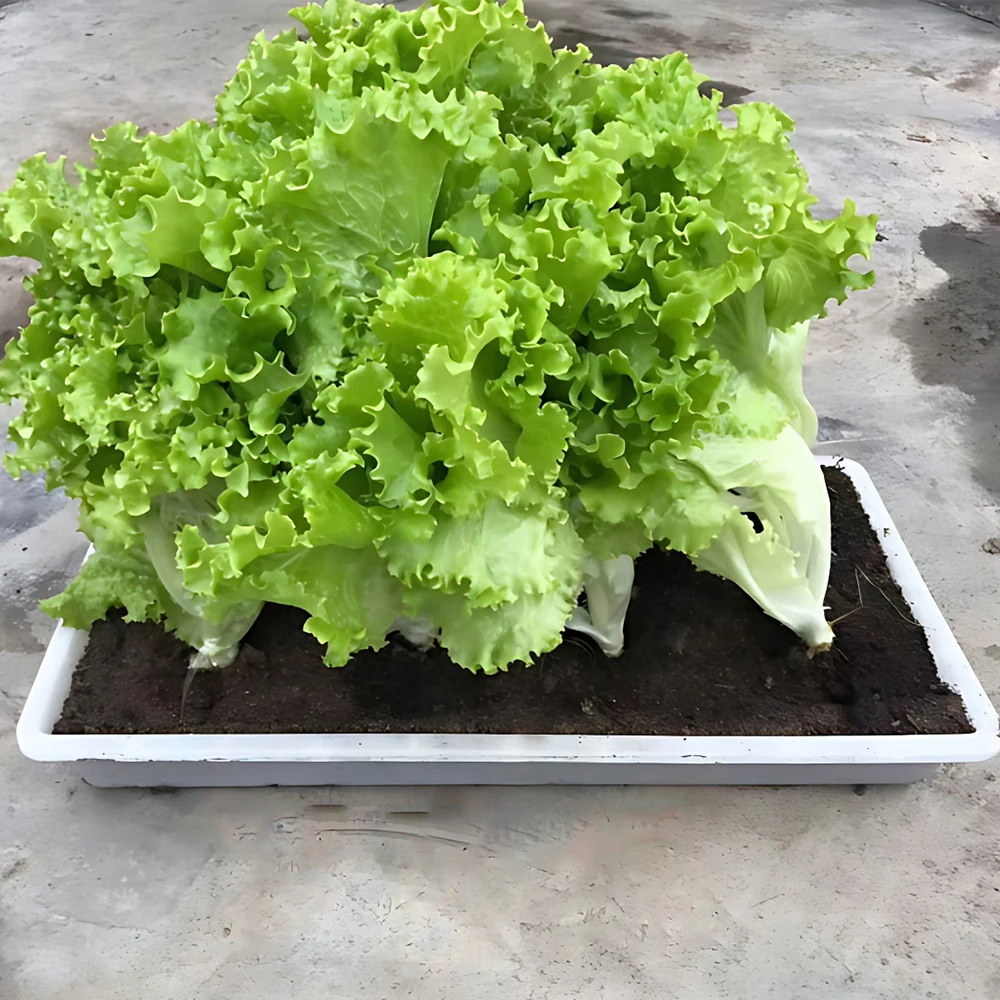 Plastic PP Seeding Nursery Sprout Vegetable Rectangle Pallet Flat Trays