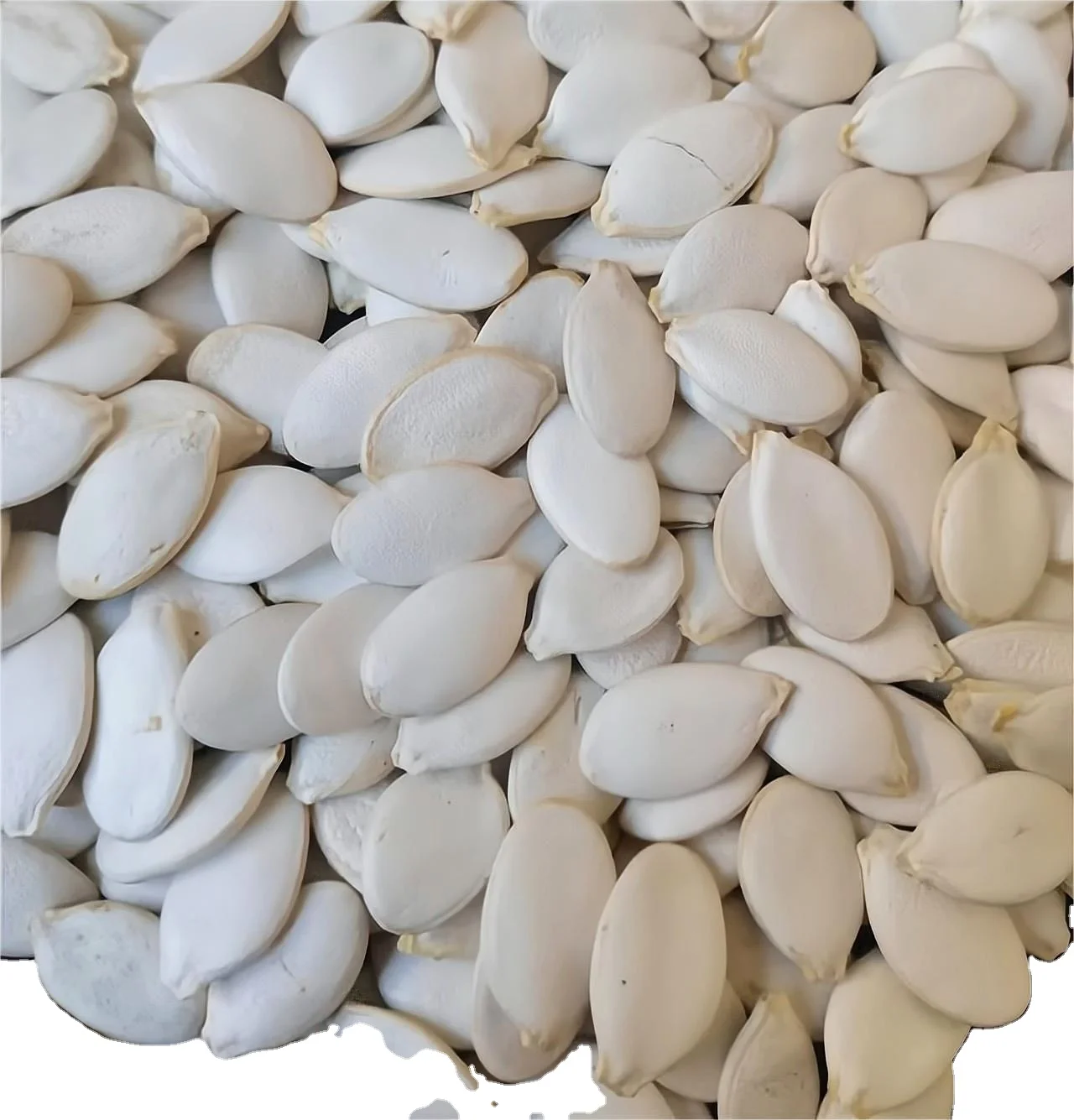 wholesale low price Snow White pumpkin seeds white pumpkin seed