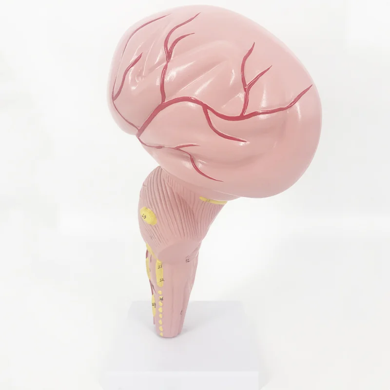 YA/N021 Natural Size Human Brainstem Model for Anatomy Research