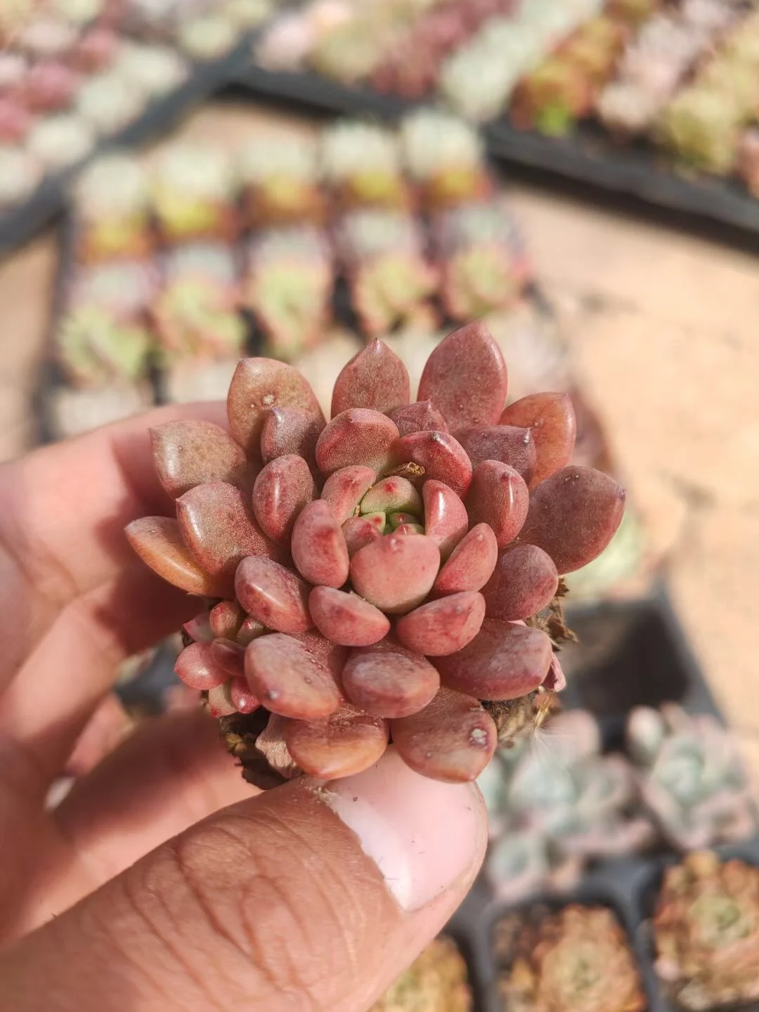 
Succulent mixed tray cactus wholesale natural plant succulent pot Korea Succulent tray Plants 50 pcs in each tray 