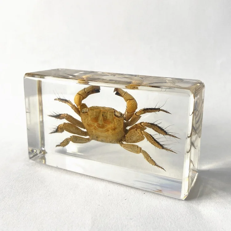 High Quality Preserved Animal Specimen Real Crab in Resin Set Educational Equipment for School Teaching
