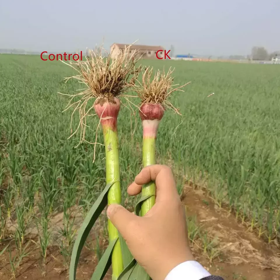 ABT Plant grown regulator 4-indol-3-ylbutyric acid and 1-naphthyl acetic acid 5%