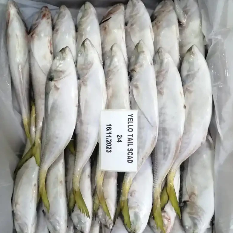 FROZEN YELLOW TAIL SCAD WHOLE ROUND 24 MONTHS SHELF LIFE  READY STOCK ITEM  OMAN ORIGIN FOR SALE