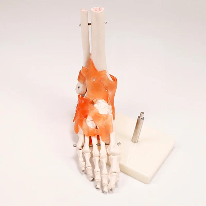 BIX-A1028 High quality medical anatomical foot joint model with ligament Life-size Human Foot Joint Model with ligaments