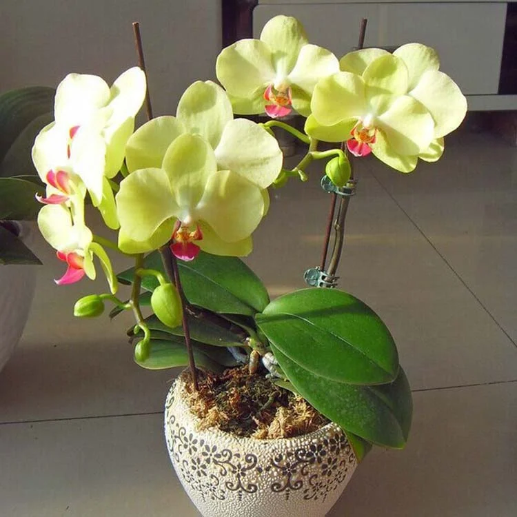 
Factory Wholesale High Quality Phalaenopsis Orchid Seeds 