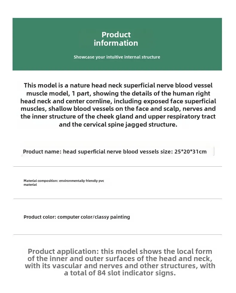 SUNNYMED SY-N027 PVC Anatomical Model Human Facial Shallow Muscle Neurovascular Model in Skin Color Manikin for Nurse Training