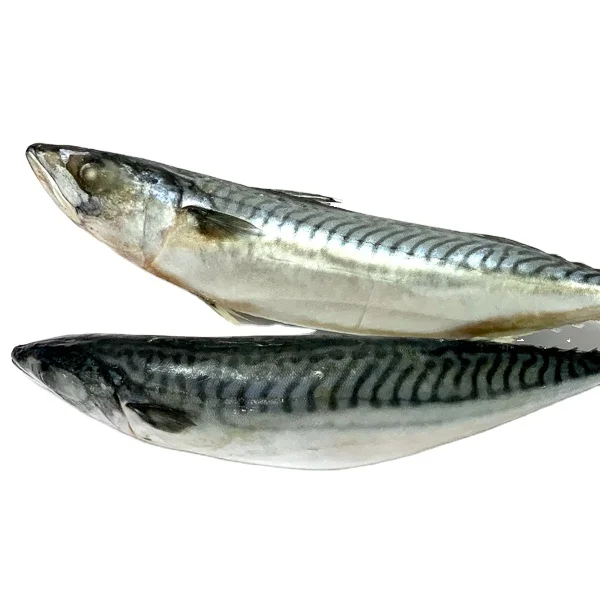 Seafrozen Pacific Mackerel 300 - 500g for Vietnam Market/ Good Price Horse Mackerel / Fresh Frozen Horse Mackerel fish