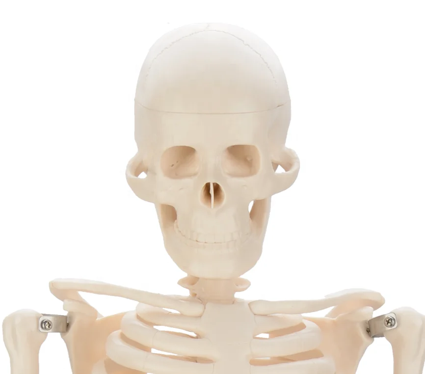 CBM-001C 85cm Human Skeleton  Model,Artificial Education Anatomical Medical Skeleton Model