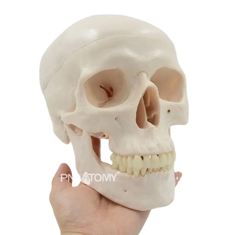 Human Anatomical Skull model Adult Skull Anatomy Model Skeleton Medical Sciences Educational Equipment Teaching Resources