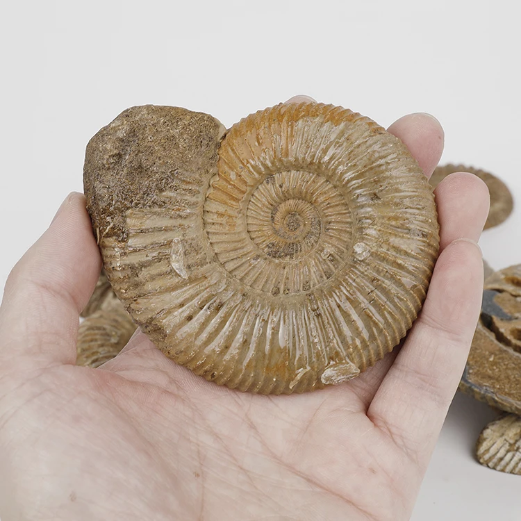 Wholesale 6-8cm Half-cut Large Ammonite Fossil Antique Fossils for Sale