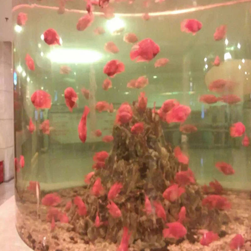 Chinese factory professional wholesale 1000 liter premium new style glass for aquarium