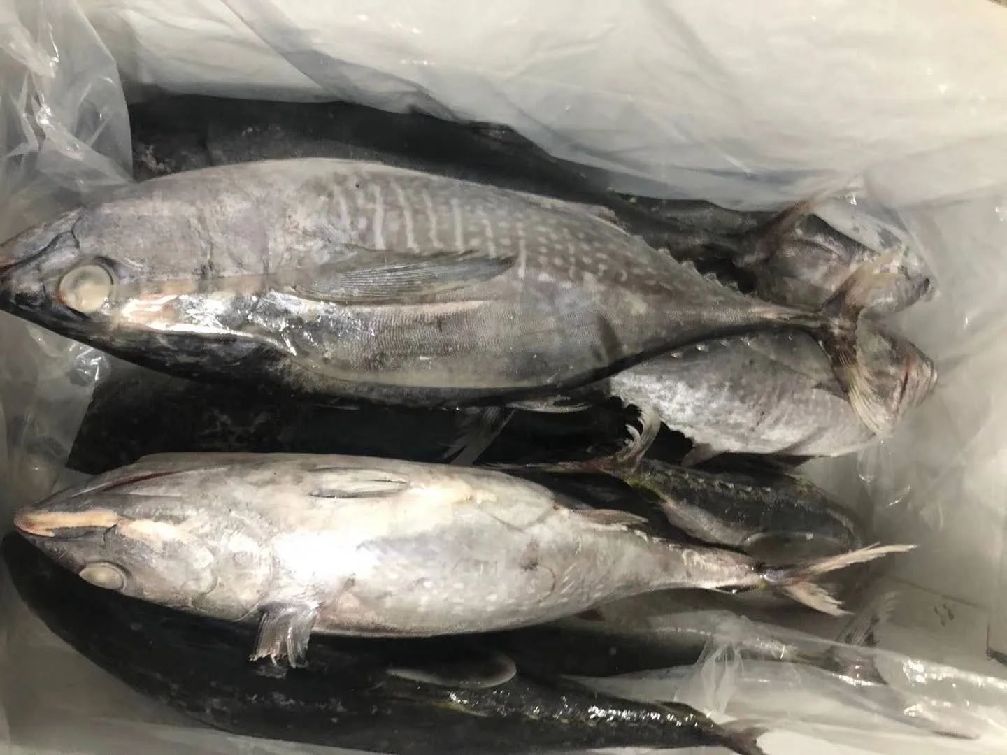 Best quality good price Malaysian Tonggol tuna for canned fish