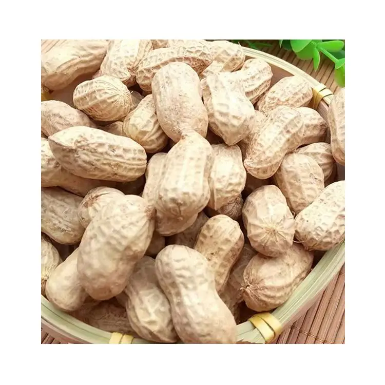 Premium Common Cultivation Type Raw In Red Shell Peanuts