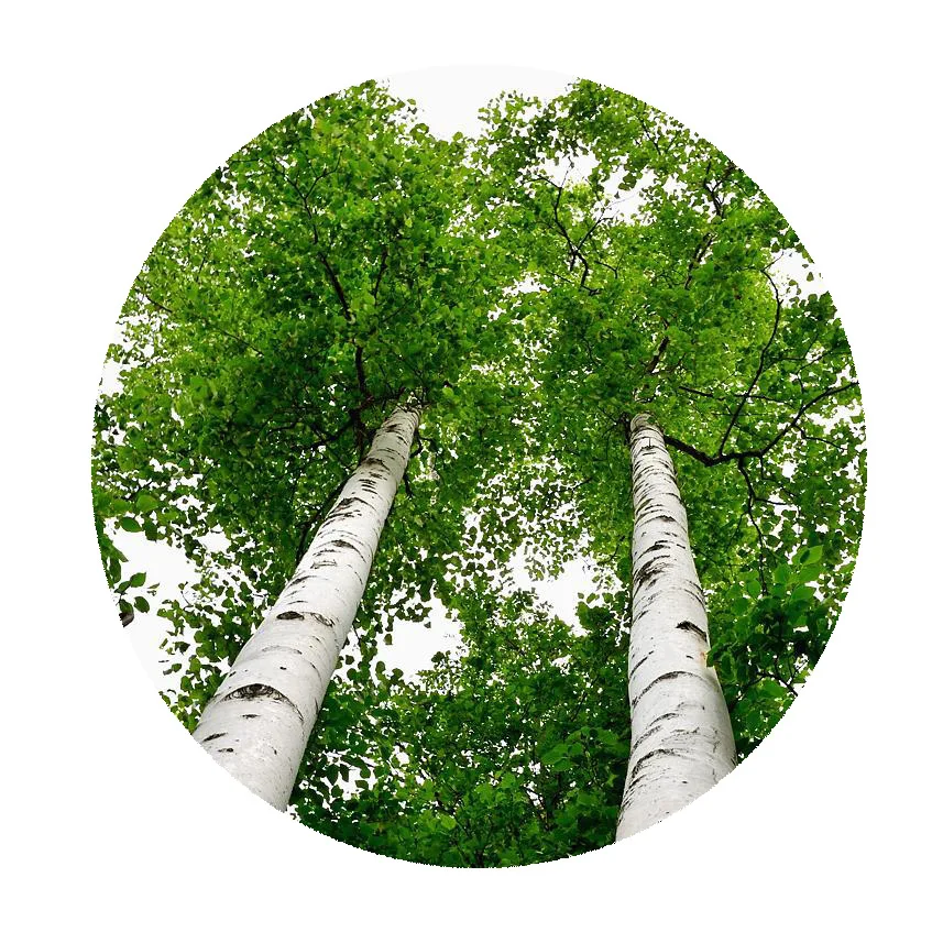 Flesh Betula platyphylla Suk/Japanese white birch seeds Rare plant for planting tree seed