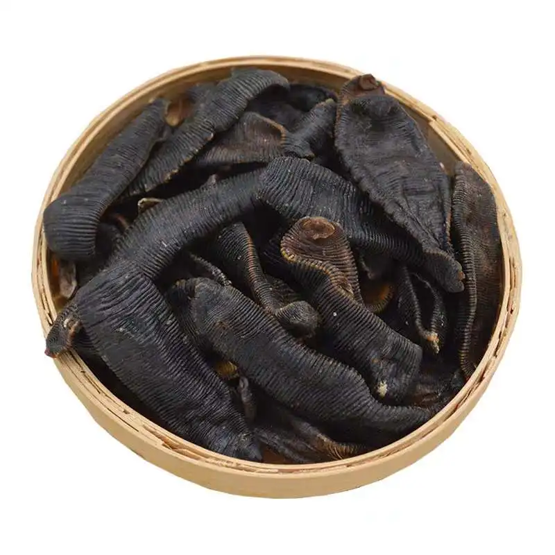 Free Samples Live Medicinal Medicinal-Leeches Medical Leeches