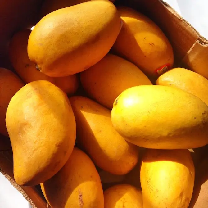 Limited-Time Offer on chaunsa Organic Fresh Mangoes Enjoy wholesale prices on premium Pakistani mangoes available in bulk