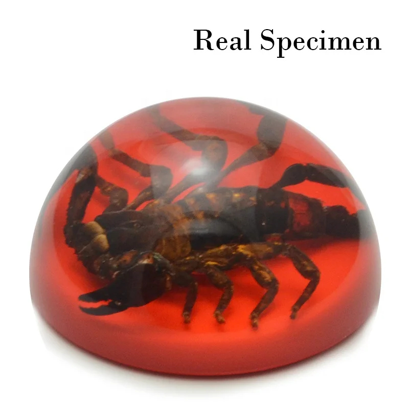 natural real black scorpion red base clear resin dome ornaments custom optional insect animals epoxy resin crafts sculpture arts