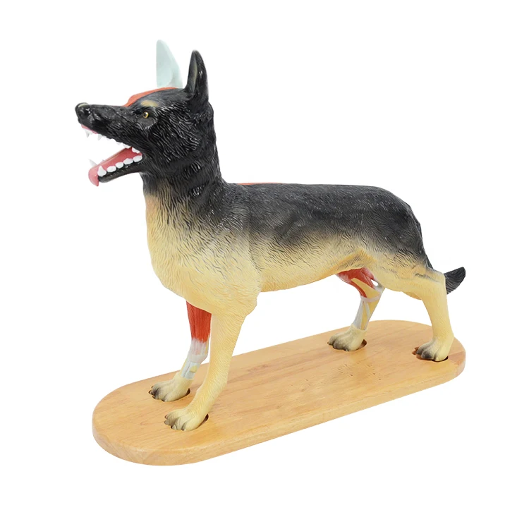 Gelsonlab HSBM-494 New animal model whole Dog anatomical model Dog model for Study